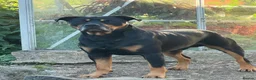Mixed Breed dogs for stud: rottie x for stud in Bridport - Advert 3