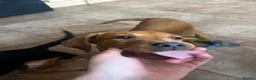 Labrador Retriever dogs for sale: Trained Labrador for sale  - Advert 2