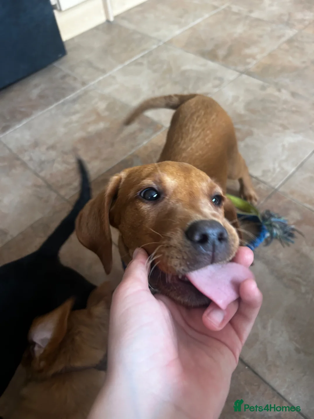 Labrador Retriever dogs for sale: Trained Labrador for sale  - Advert 2