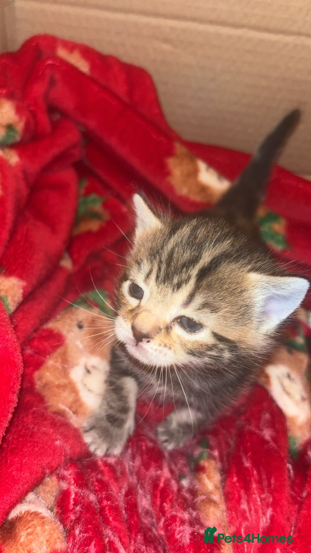 Bengal cats for sale: Bengal kittens  - Advert 10