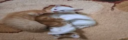 Mixed Breed cats for sale: Ginger, ginger white,white kittens prices vary - Advert 18