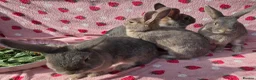 Mixed Breed rabbits for sale: 4 very tame Blue fawn plush mini lop rabbit - Advert 13
