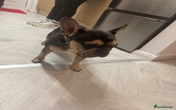 French Bulldog dogs for sale: Beautiful French bulldog  - Advert 3