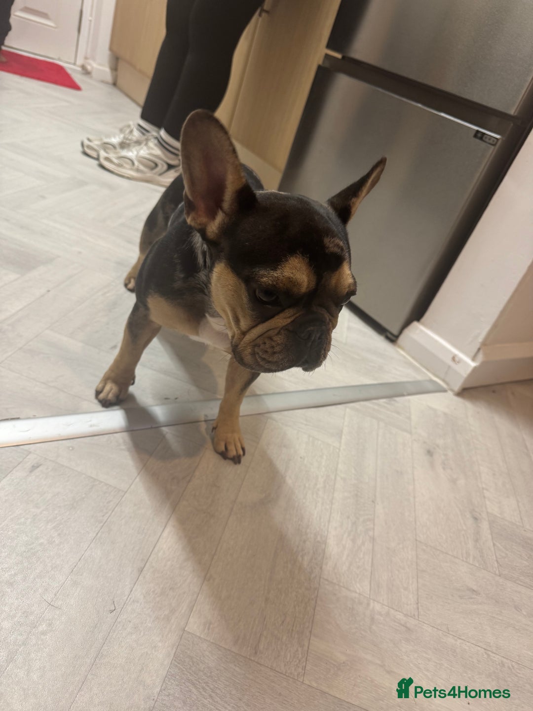 French Bulldog dogs for sale: Beautiful French bulldog  - Advert 3