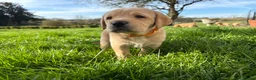 Labrador Retriever dogs for sale: One darling Fox Red Labrador boy left - Advert 5