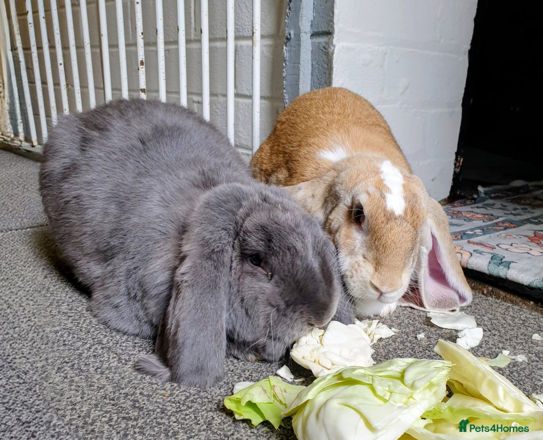 English Lop rabbits for sale: Giant engilsh lop  - Advert 2