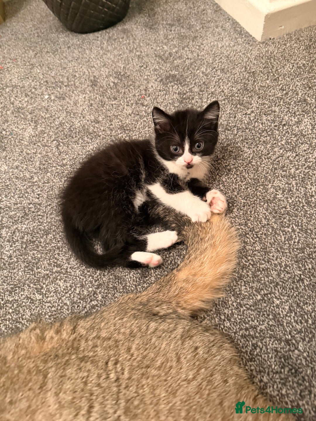 Scottish Fold cats for sale: Scottish / Mixed breed - Advert 10