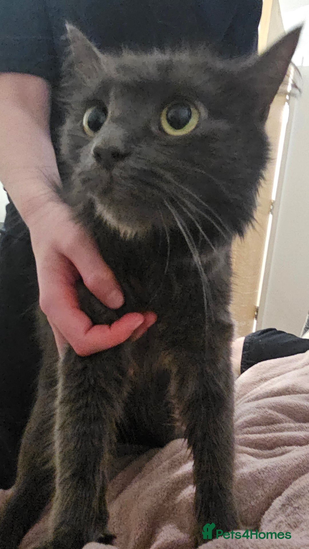 Mixed Breed cats for sale: Beautiful maine coon cross - Advert 3