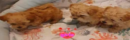 Maltipoo dogs for sale: Korean mulitpoo - Advert 6