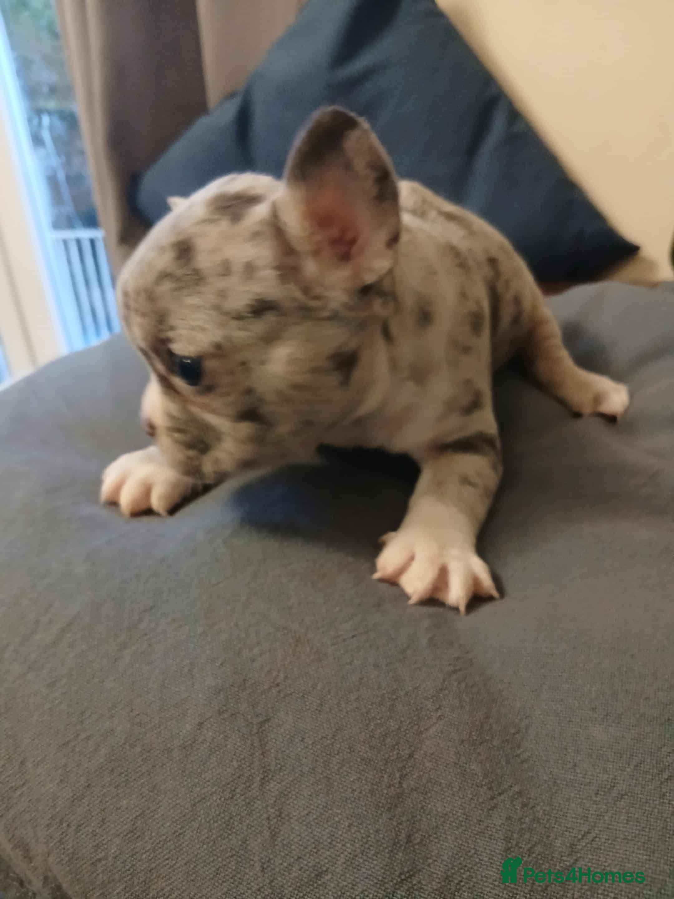 French Bulldog dogs French Bulldog puppies  - Advert 6