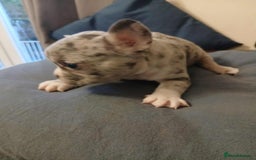 French Bulldog dogs for sale: French Bulldog puppies  - Image 4