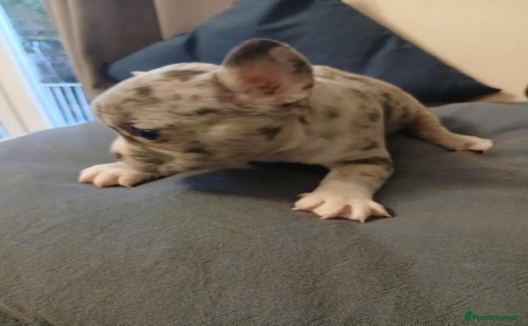 French Bulldog dogs French Bulldog puppies  - Advert 6