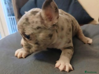 French Bulldog dogs French Bulldog puppies - Advert 7