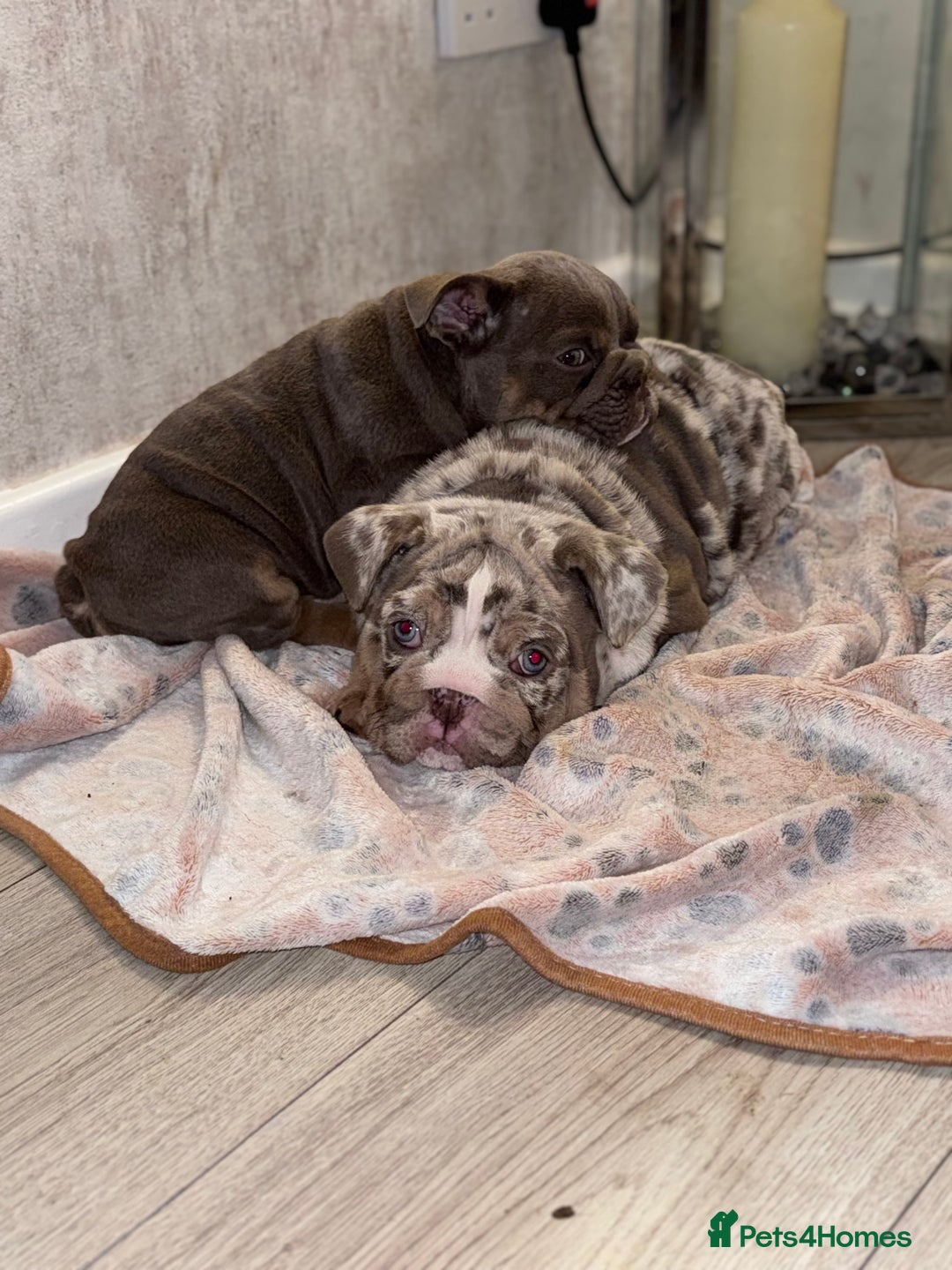 English Bulldog dogs for sale: Last little lady, English Bulldog  - Advert 26