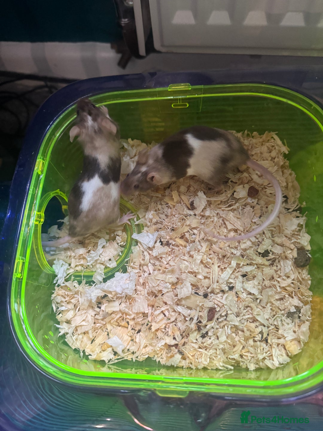 Mouse rodents for sale: 2 x Female mice with Cage - Image 3