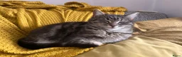 Mixed Breed cats for sale: 1 grey tabby cat. 1 black long haired house cat.  - Advert 5