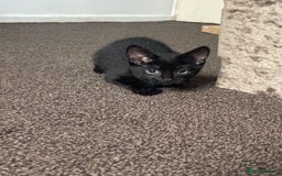 Bombay cats for sale: Kittens Looking for their new home - Image 4
