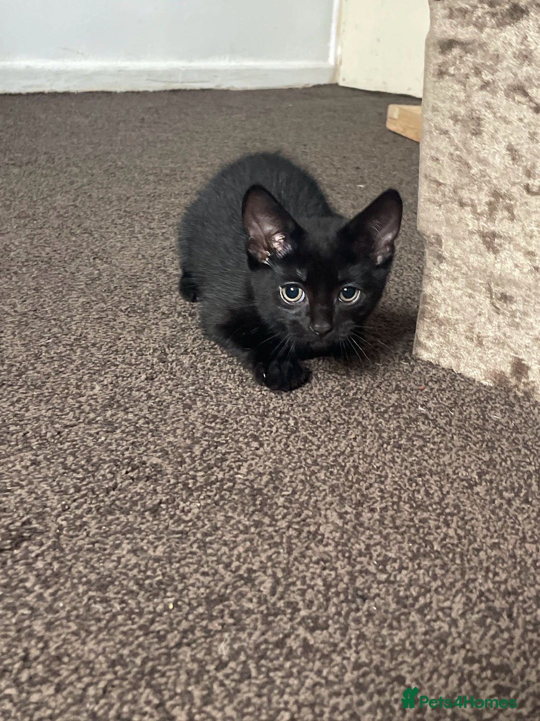 Bombay cats for sale: Kittens Looking for their new home - Image 4