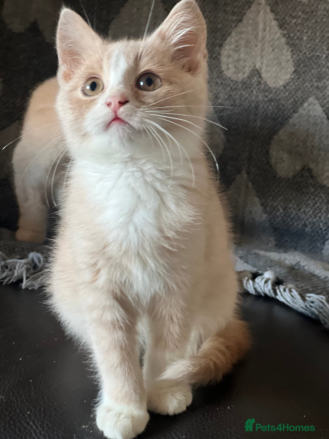 British Shorthair cats for sale: Beautiful British shorthair kittens  - Advert 10