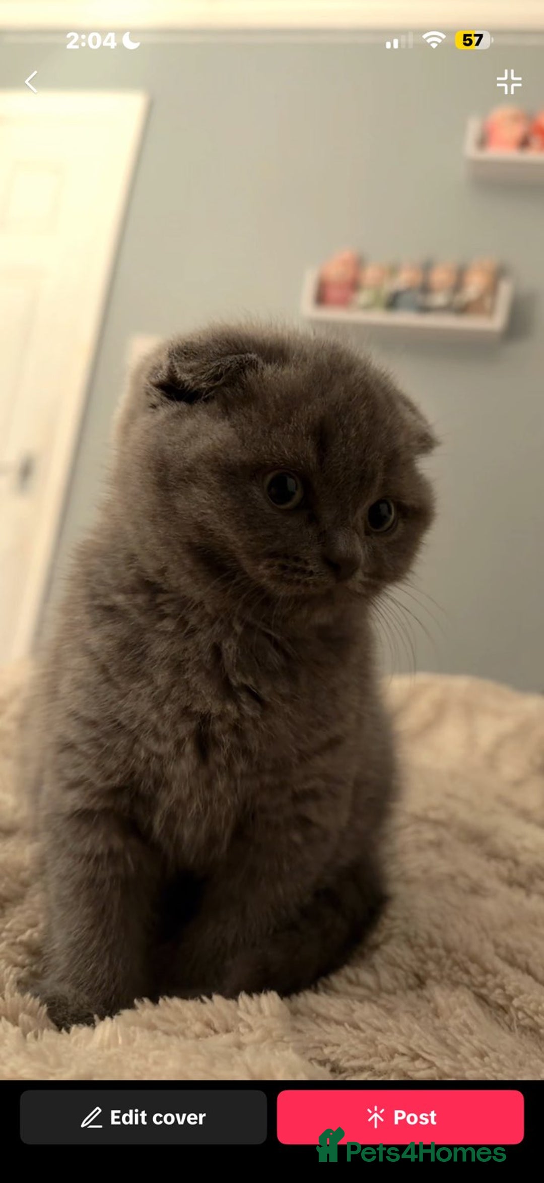 Scottish Fold cats for sale: Scottish fold (female)  - Advert 2