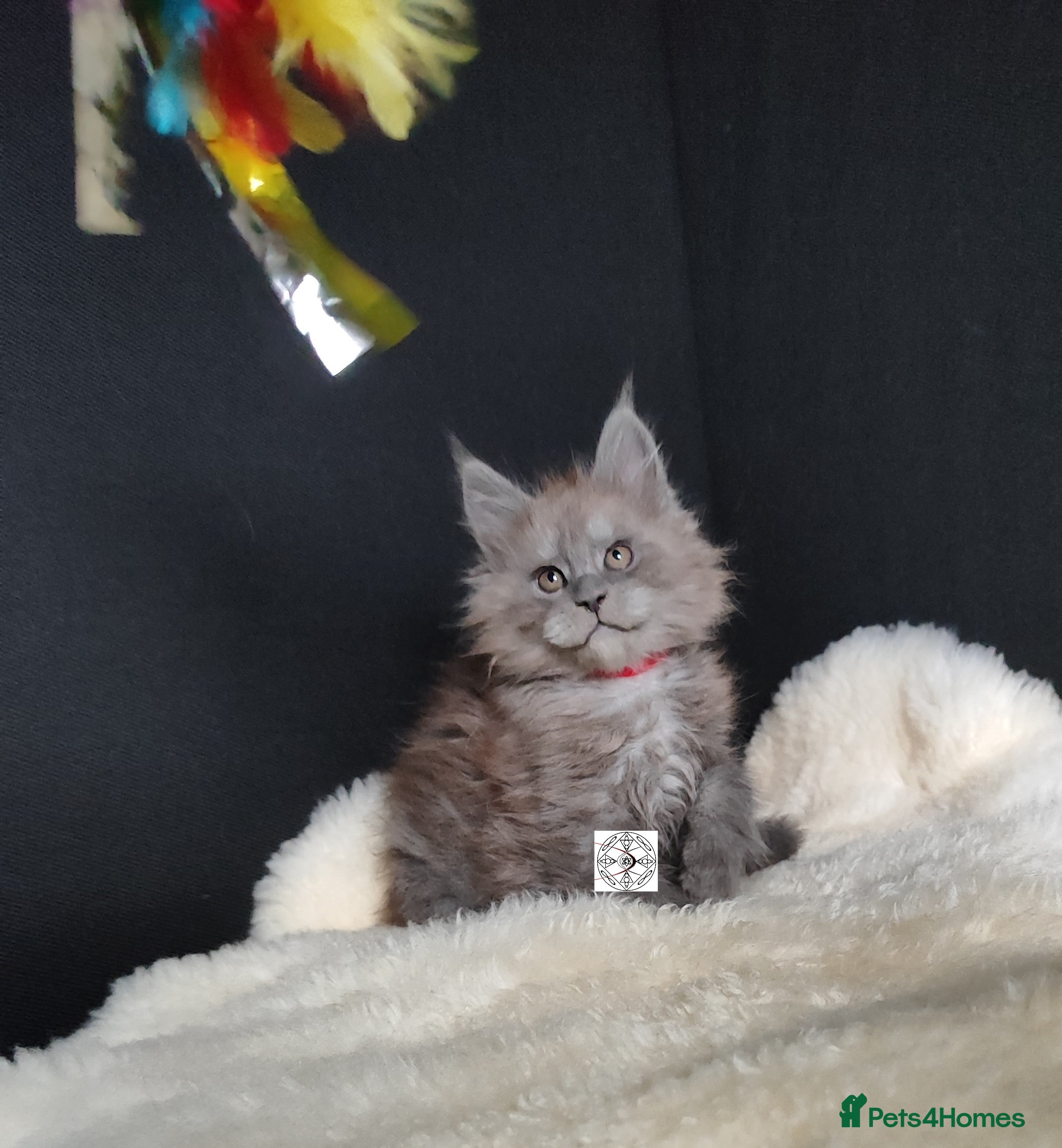 Maine Coon cats XXL beautiful Maine coon boy  - Advert 3