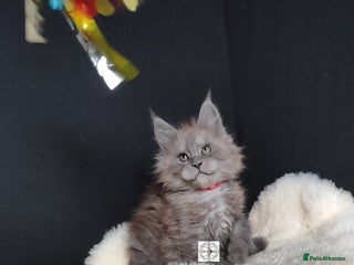 Maine Coon cats XXL beautiful Maine coon boy - Advert 3