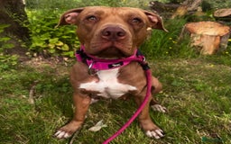American Bull Staffy dogs for sale: Loving female for adoption  - Advert 4