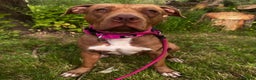American Bull Staffy dogs for sale: Loving female for adoption  - Advert 4