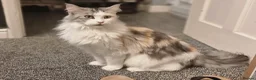 Maine Coon cats for sale: Maine Coon kittens  - Advert 5