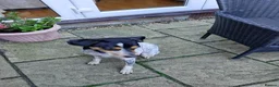 Mixed Breed dogs for adoption: Playful Pedro  - Advert 4