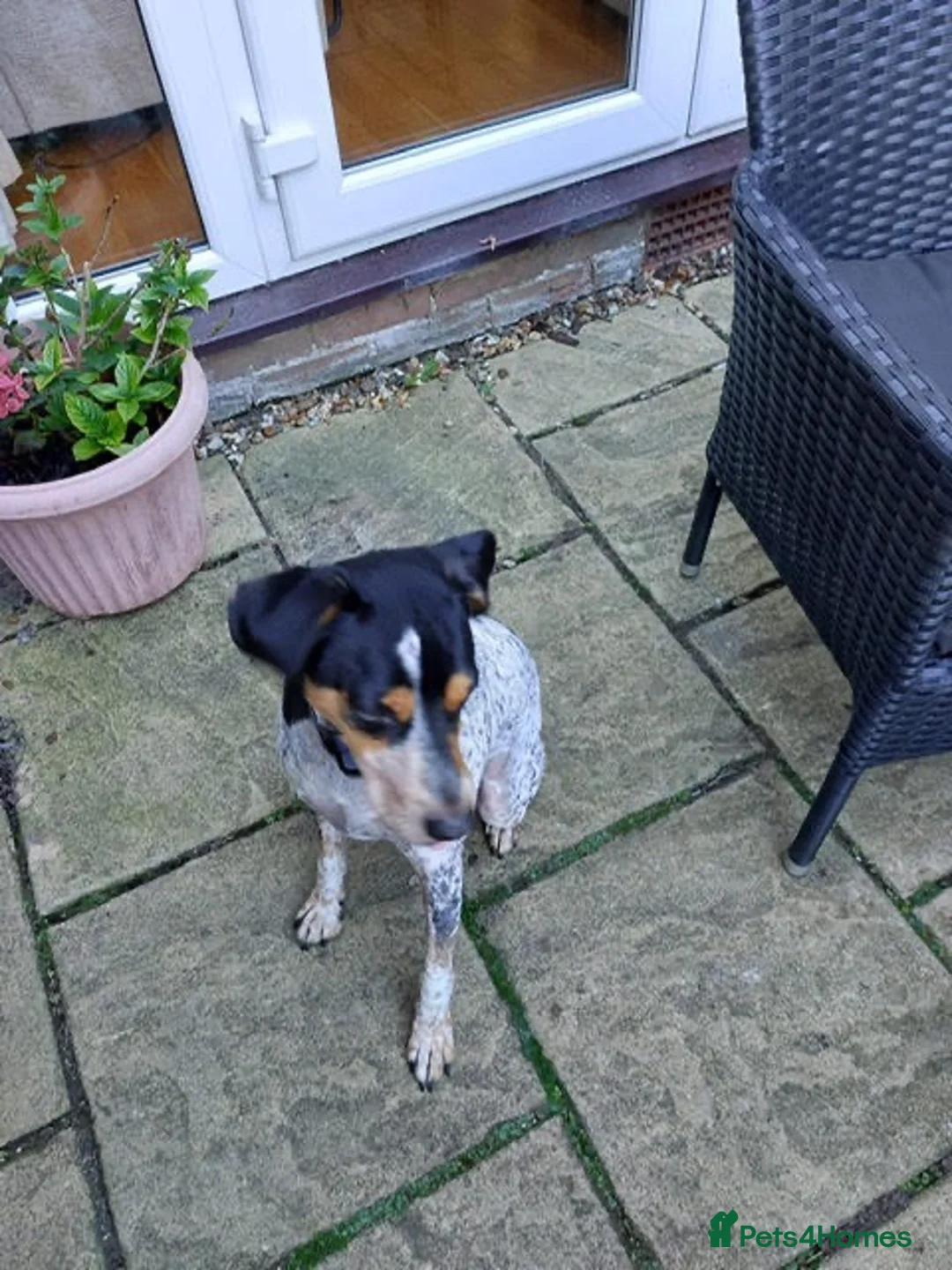 Mixed Breed dogs for adoption: Playful Pedro  - Advert 4