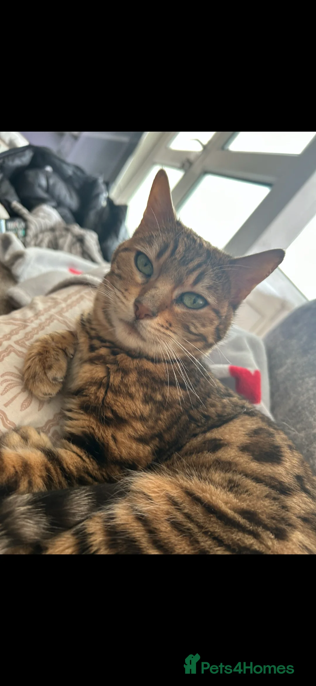 Bengal cats for sale: Beautiful bengal girl in Birmingham - Advert 2