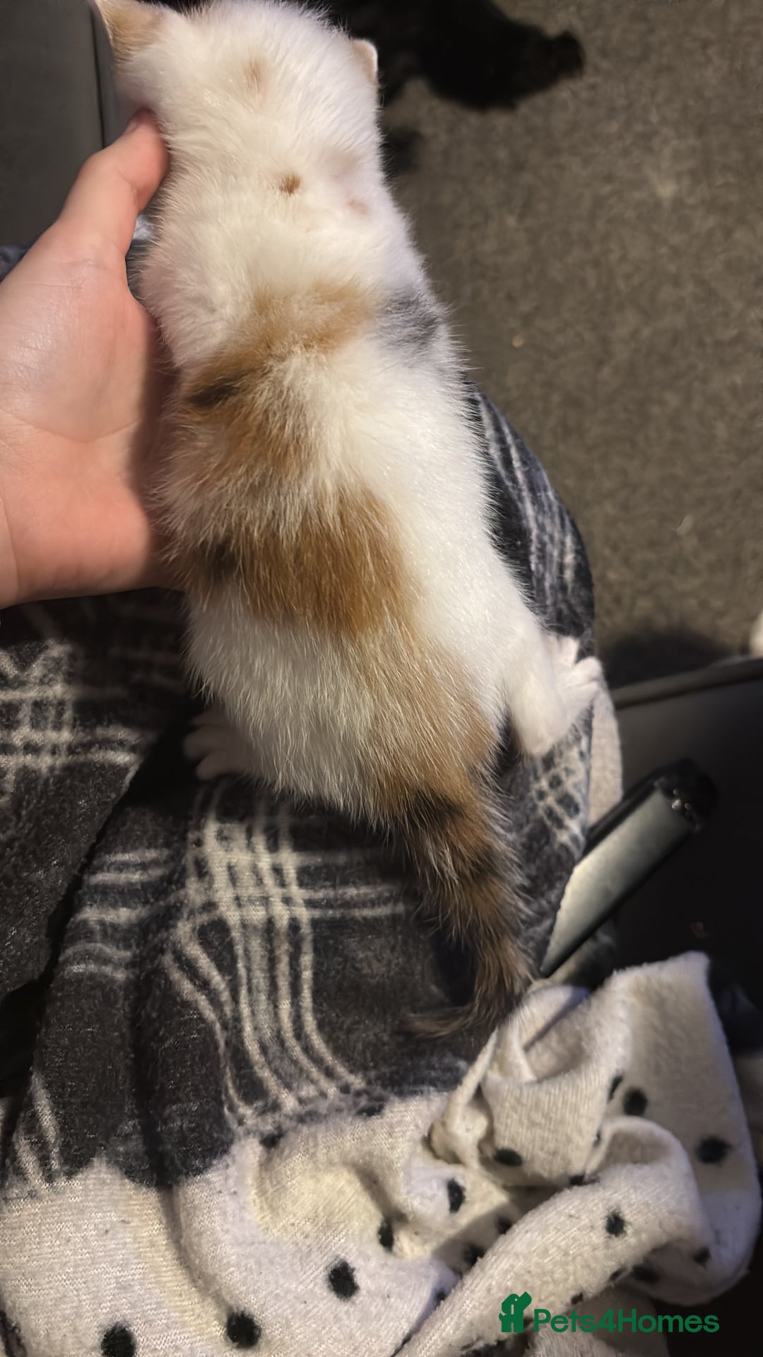 Mixed Breed cats for sale: beautiful calico girl  - Advert 2