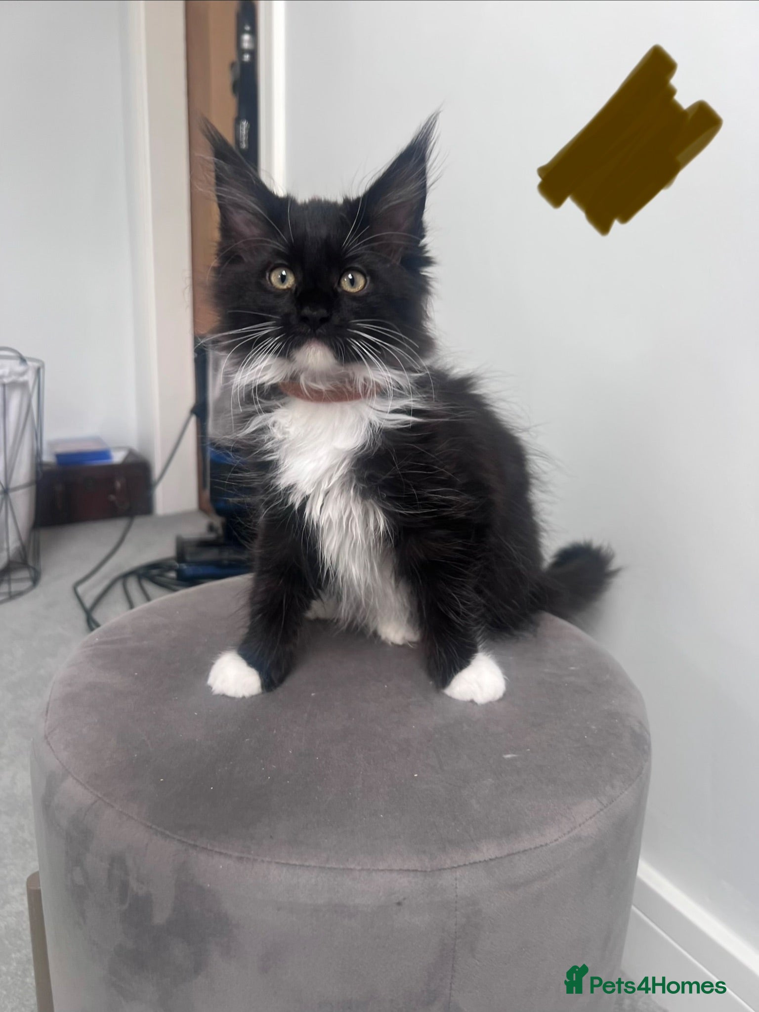 Maine Coon cats 2 kittens left reduced 🐱 Ready to leave now  - Advert 2