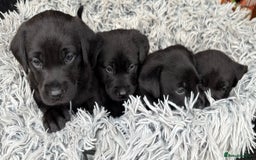 Labrador Retriever dogs for sale: Stunning Labrador KC Registered Puppies - Image 3