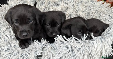 Labrador Retriever dogs - Advert 14