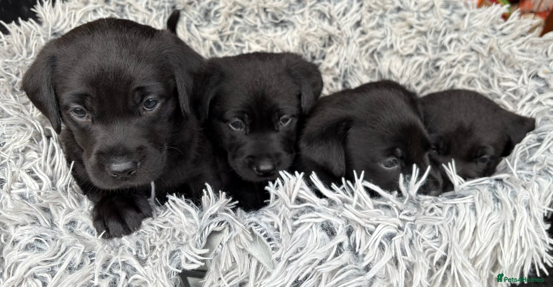 Labrador Retriever dogs for sale: Stunning Labrador KC Registered Puppies - Image 3