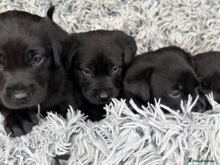 Labrador Retriever dogs - Advert 5