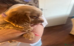 Cocker Spaniel dogs for sale: 2 female purebred cocker spaniels - Image 6