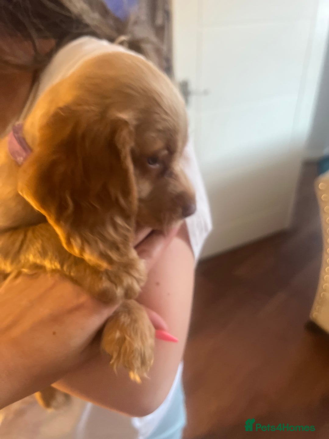 Cocker Spaniel dogs for sale: 2 female purebred cocker spaniels - Image 6