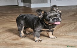 French Bulldog dogs for stud: Lilac and tan carrying cream, testable & fluffy in Motherwell - Image 37