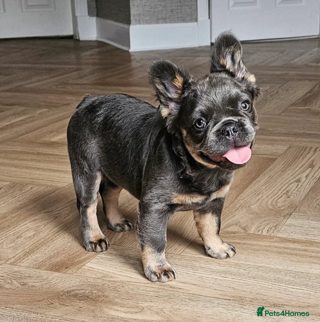French Bulldog dogs for stud: Lilac and tan carrying cream, testable & fluffy in Motherwell - Image 37