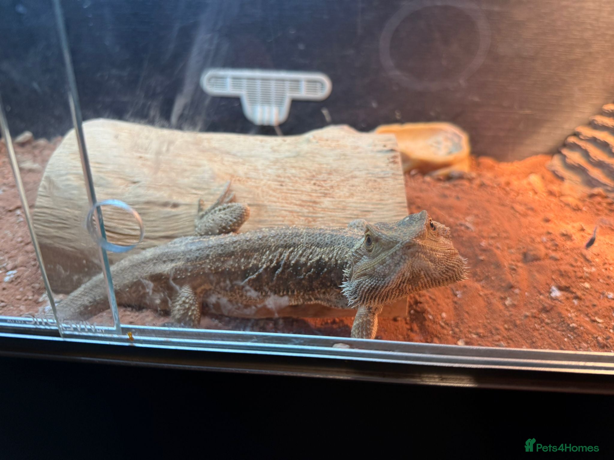 Bearded Dragon reptiles 5 year old bearded dragon with full setup - Advert 17