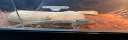 Bearded Dragon reptiles for sale: 5 year old bearded dragon with full setup - Advert 1