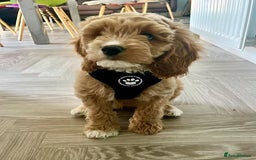 Miniature Poodle dogs for stud: Miniature poodle for stud. - Image 11