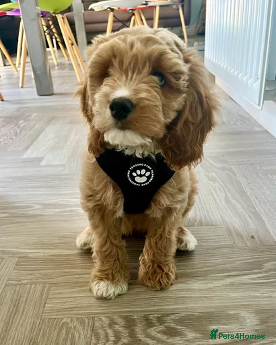 Miniature Poodle dogs for stud: Miniature poodle for stud. - Image 11