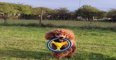 Mini Goldendoodle dogs - Advert 3