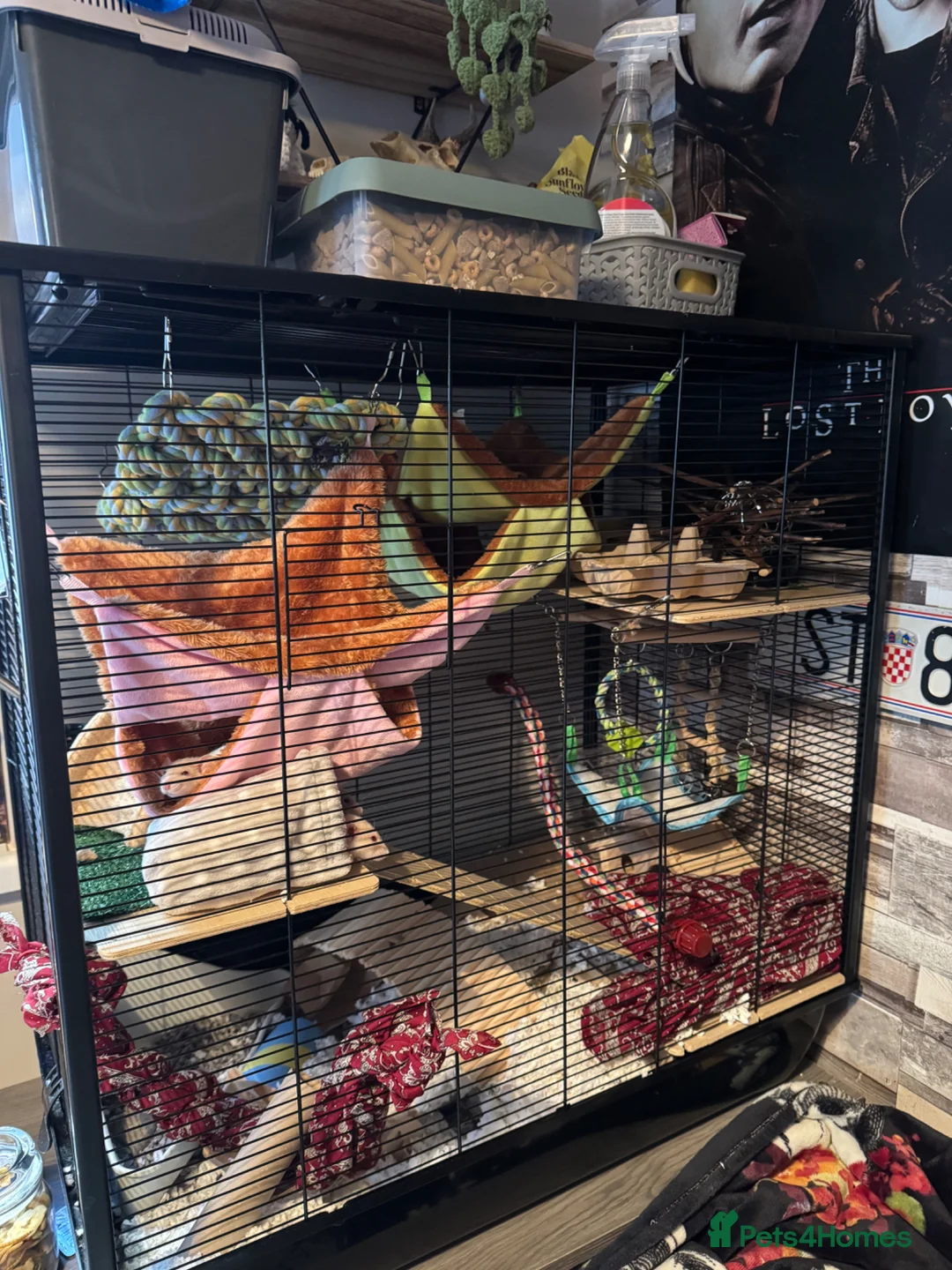 Rat rodents for sale: Three Male Dwarf Rats in Bristol - Advert 3