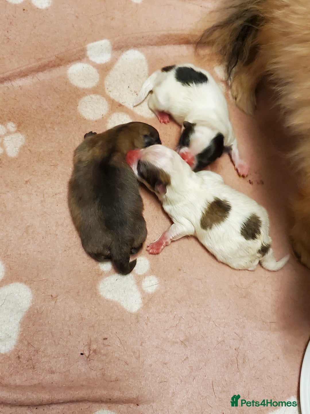 Pomeranian dogs for stud: Kc Pomeranian Male For STUD DUTIES - Advert 17