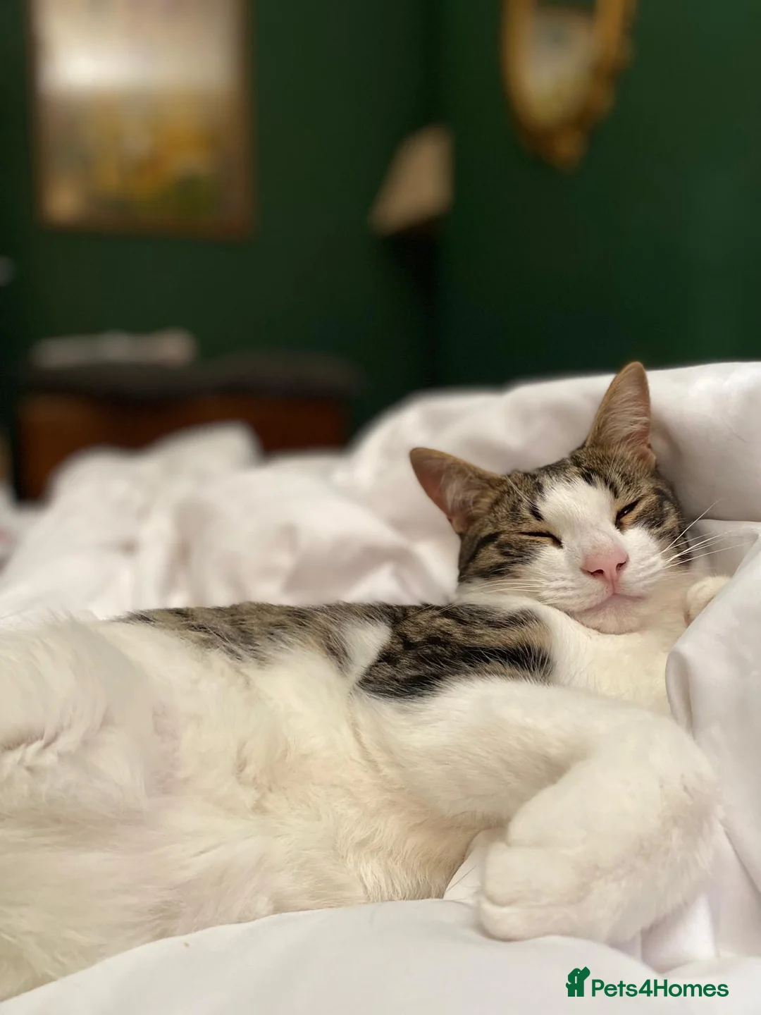 Domestic Shorthair cats for sale: Looking for his forever home  - Advert 2